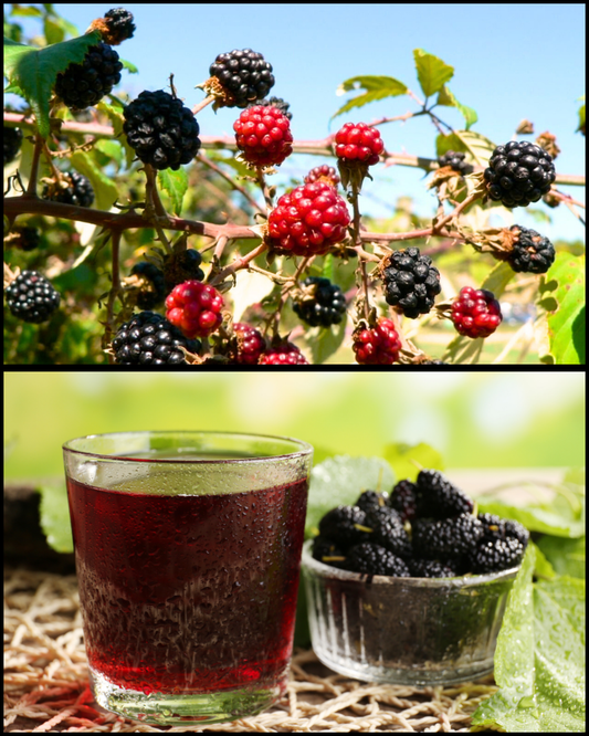 Hakiki Karadut Özü %100 Katkısız Şekersiz